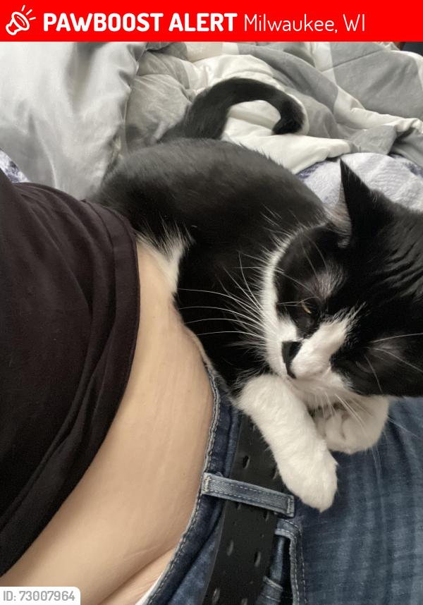 Lost Female Cat last seen Near n 93rd strret, Milwaukee, WI 53224