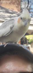 Found/Stray Unknown Bird last seen Oakmont - San Antonio,Tx, San Antonio, TX 78212
