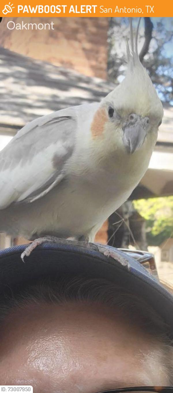Found/Stray Unknown Bird last seen Oakmont - San Antonio,Tx, San Antonio, TX 78212