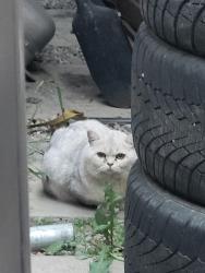 Found/Stray Male Cat last seen Redstone, Calgary, AB T3N