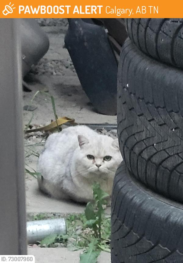 Found/Stray Male Cat last seen Redstone, Calgary, AB T3N