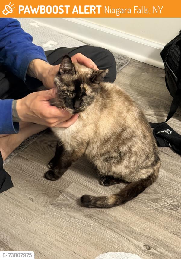 Found/Stray Female Cat last seen Firehall,tidal wave, Niagara Falls, NY 14304
