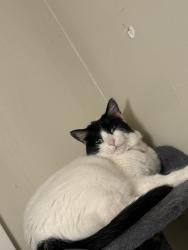 Lost Female Cat last seen Adams St, close to Casey’s, Vermillion, SD 57069