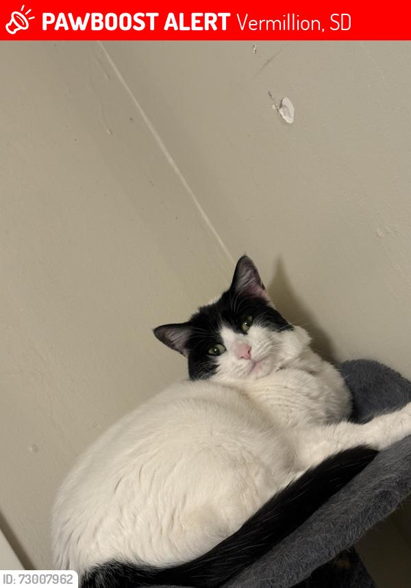 Lost Female Cat last seen Adams St, close to Casey’s, Vermillion, SD 57069