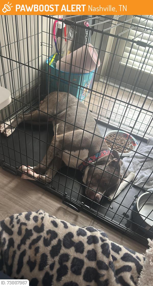 Found/Stray Male Dog last seen Bell Rd , Nashville, TN 37217