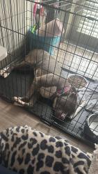 Found/Stray Male Dog last seen Bell Rd , Nashville, TN 37217