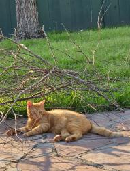 Lost Male Cat last seen Grant Place, Opelousas, LA 70570