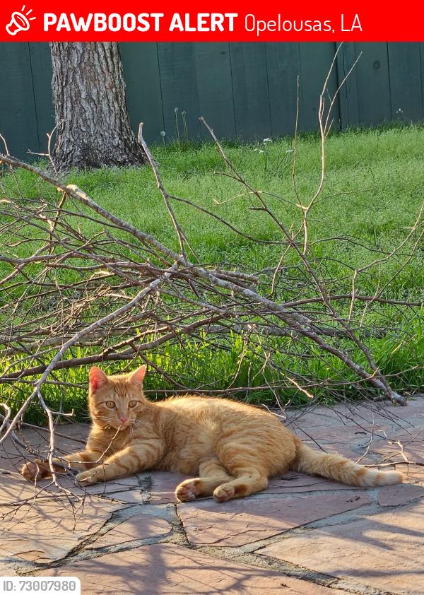Lost Male Cat last seen Grant Place, Opelousas, LA 70570