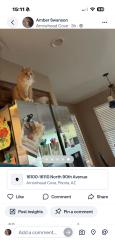 Reunited Male Cat last seen Near N 90th Ave, Peoria, AZ 85382, USA, Peoria, AZ 85382