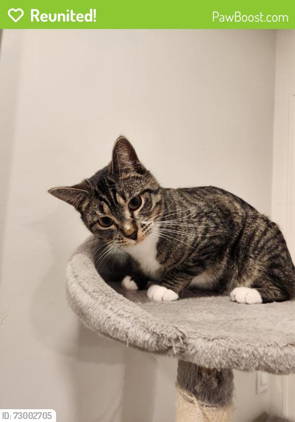 Reunited Male Cat last seen Near E 3100 N, Layton, UT 84040