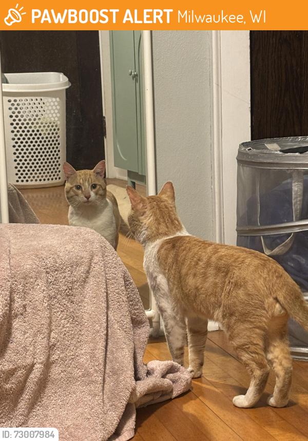Found/Stray Male Cat last seen Quincy and Montana , Milwaukee, WI 53207