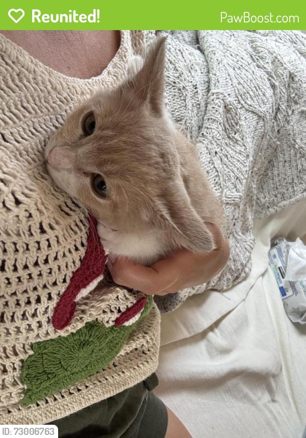 Reunited Male Cat last seen Pier and highland, Santa Monica, CA 90405