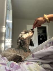 Reunited Male Dog last seen Lantern Ridge Ln x Country Brook Ln, Knoxville, TN 37921