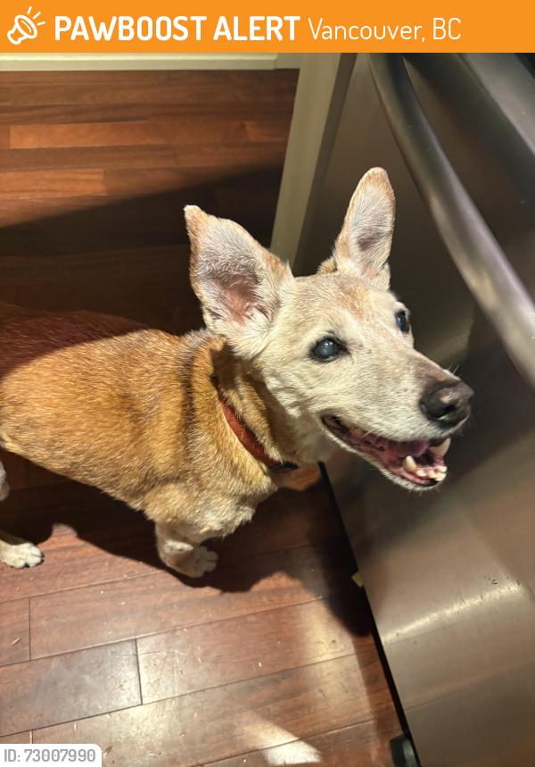 Found/Stray Male Dog last seen Montgomery Street & 45th Ave, Vancouver, BC 