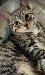 Lost Female Cat last seen Lyndon Rd and Sheridan Ave , San Diego, CA 92103