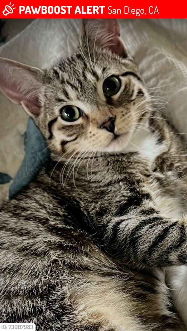 Lost Female Cat last seen Lyndon Rd and Sheridan Ave , San Diego, CA 92103