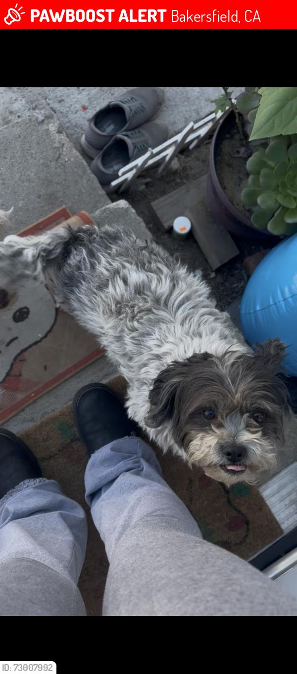 Lost Female Dog last seen Near Hoover St Bakersfield, CA 93307 United States, Bakersfield, CA 93307