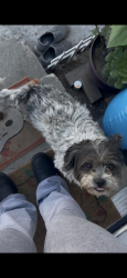 Lost Female Dog last seen Near Hoover St Bakersfield, CA 93307 United States, Bakersfield, CA 93307