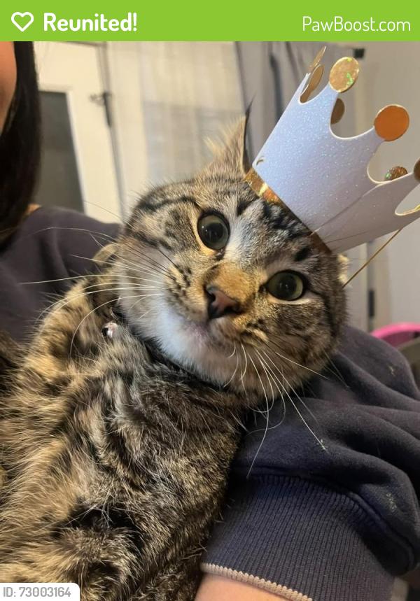 Reunited Male Cat last seen Five mile and Fairview, Boise, ID 83713