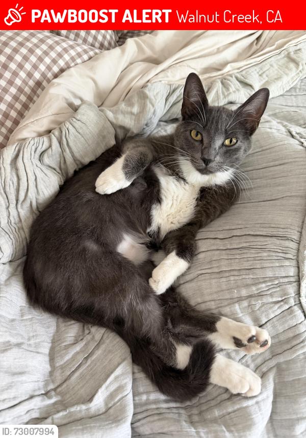 Lost Female Cat last seen San Miguel dr Oak Knoll Loop, Walnut Creek, CA 94596