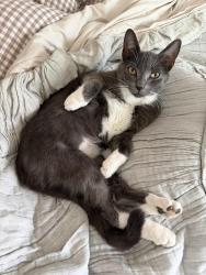 Lost Female Cat last seen San Miguel dr Oak Knoll Loop, Walnut Creek, CA 94596
