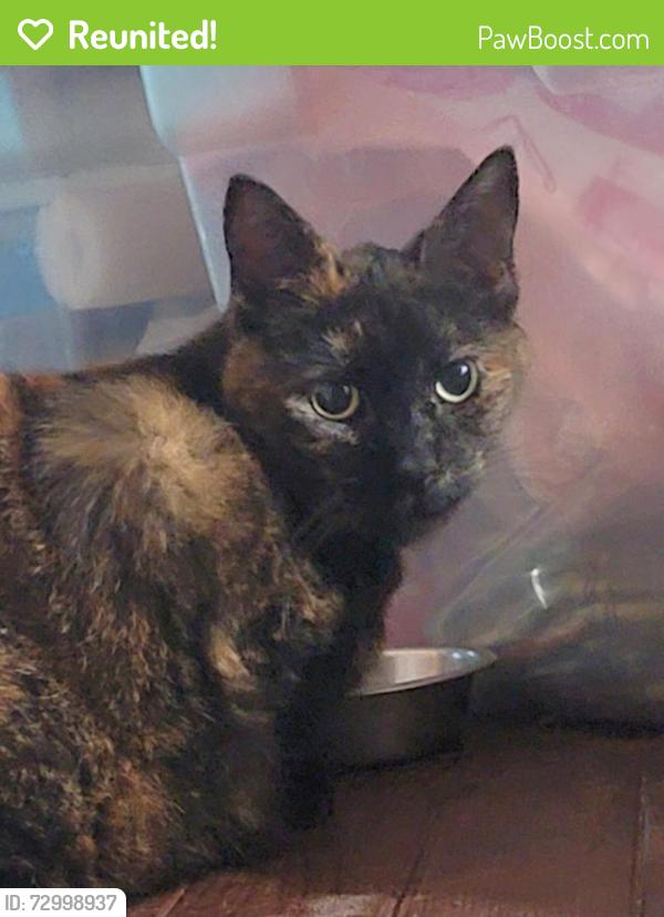 Reunited Female Cat last seen SE 6th Ave , Deerfield Beach, FL 33441