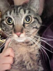 Lost Female Cat last seen Bigfoot coffee, steel st. , Tacoma, WA 98444