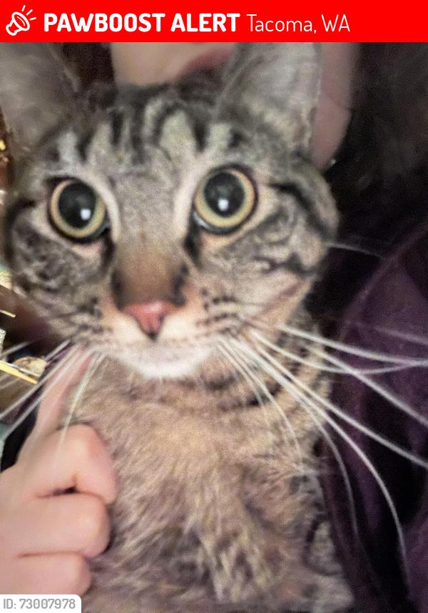 Lost Female Cat last seen Bigfoot coffee, steel st. , Tacoma, WA 98444