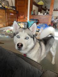 Reunited Male Dog last seen Guildford street , Huntington, IN 46750