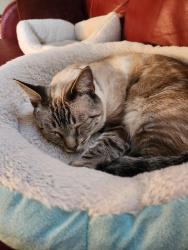 Lost Male Cat last seen Spyglass Trail West/Bermuda Dunes, Oxnard, CA 93036