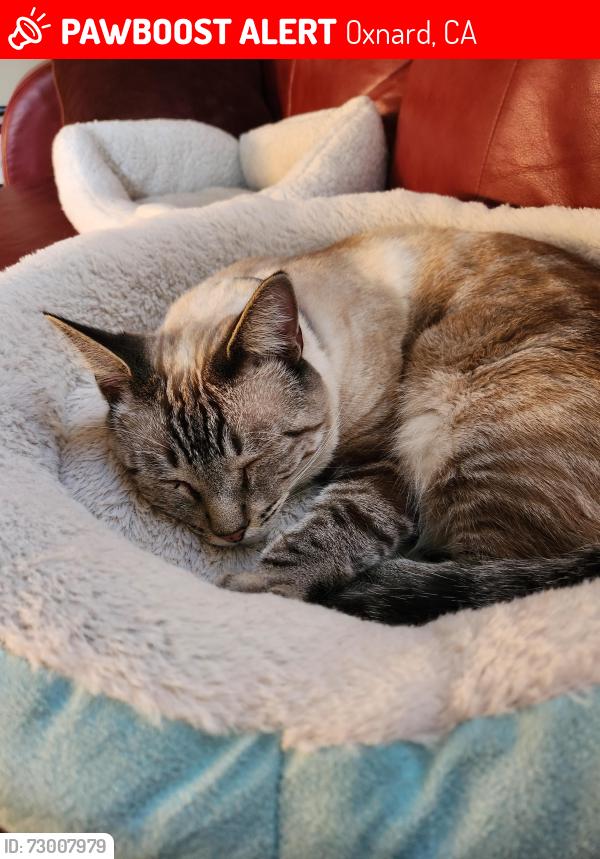 Lost Male Cat last seen Spyglass Trail West/Bermuda Dunes, Oxnard, CA 93036
