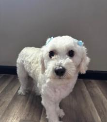Lost Female Dog last seen E Delano St/W Blacklidge Dr, Tucson, AZ 85705