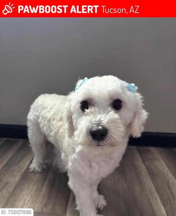 Lost Female Dog last seen E Delano St/W Blacklidge Dr, Tucson, AZ 85705