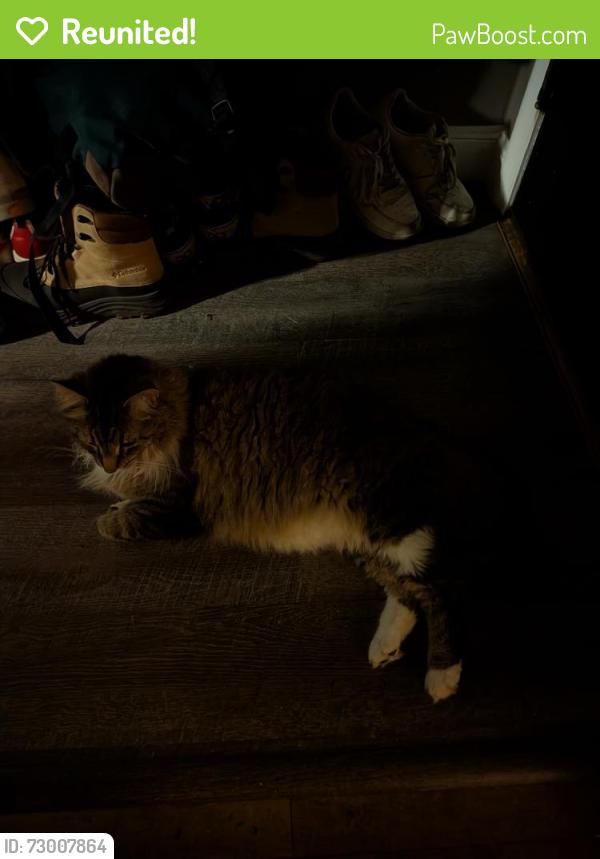Reunited Male Cat last seen Oneida and Hancock , Appleton, WI 54911