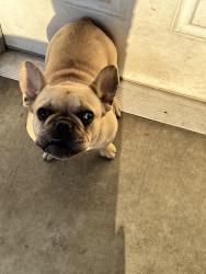Lost Female Dog last seen Hudson st, 60th st, Jurupa Valley Neighbourhood , Jurupa Valley, CA 91752