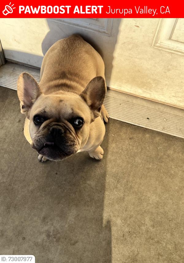 Lost Female Dog last seen Hudson st, 60th st, Jurupa Valley Neighbourhood , Jurupa Valley, CA 91752