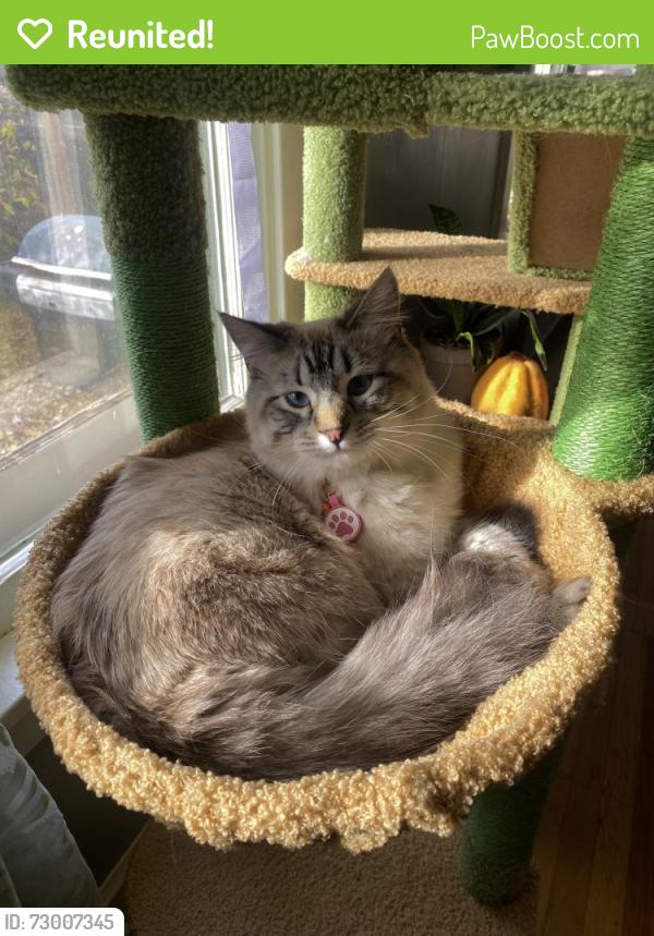 Reunited Female Cat last seen South Williams Street & Iliff, near the University of Denver. , Denver, CO 80210