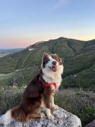 Lost Male Dog last seen Opal and 43st, Riverside, CA 92509