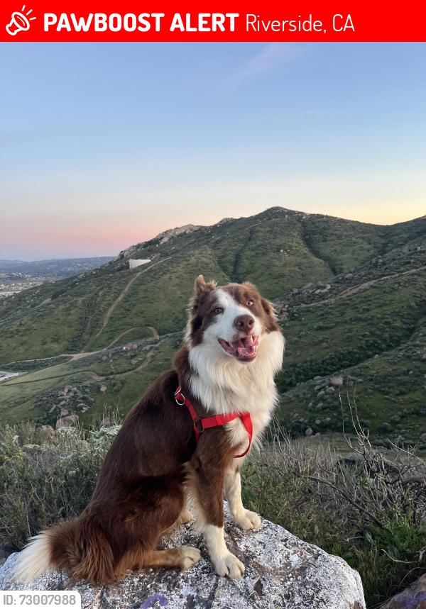Lost Male Dog last seen Opal and 43st, Riverside, CA 92509