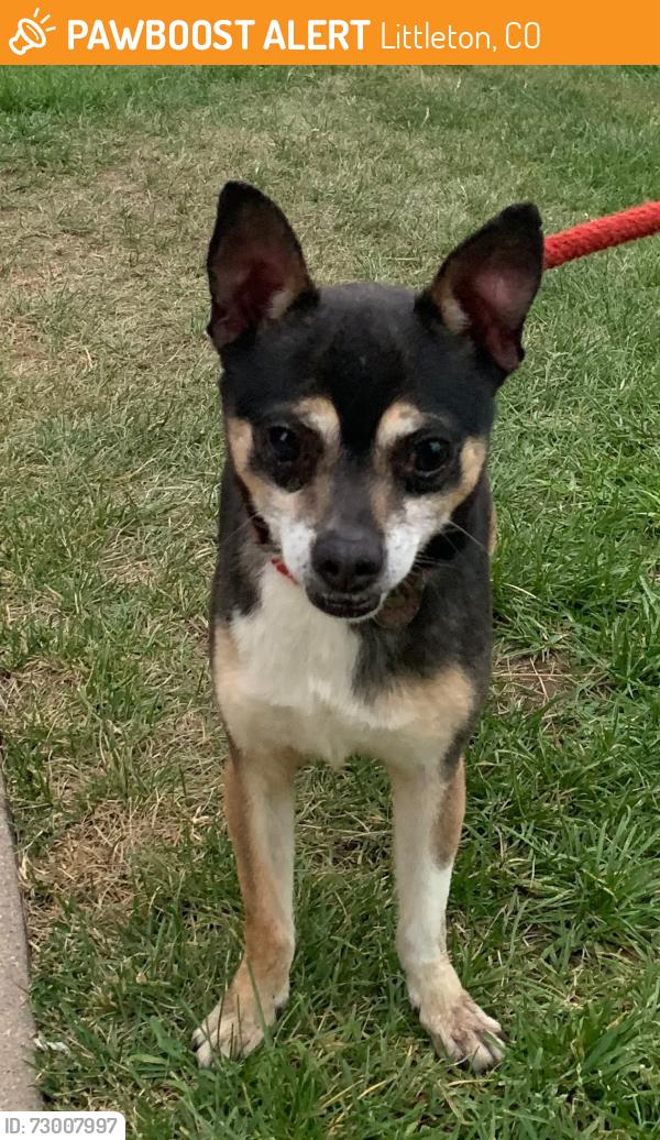 Found/Stray Male Dog last seen Bellevue and Federal, Littleton, CO 80123