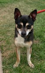 Found/Stray Male Dog last seen Bellevue and Federal, Littleton, CO 80123