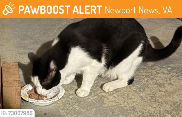 Found/Stray Unknown Cat last seen Gate Street, Newport News, VA 23602