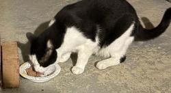 Found/Stray Unknown Cat last seen Gate Street, Newport News, VA 23602