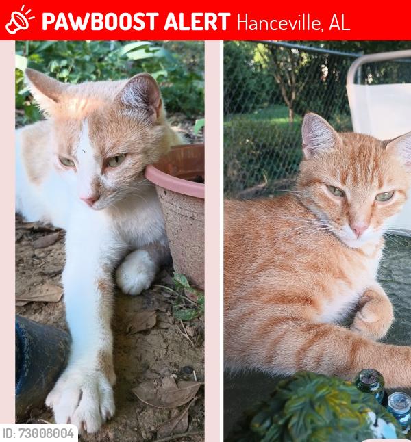 Lost Male Cat last seen 6couty road 616, Hanceville, AL 35077
