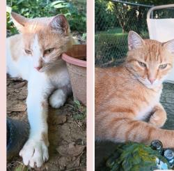 Lost Male Cat last seen 6couty road 616, Hanceville, AL 35077