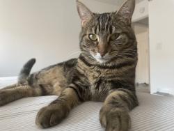 Reunited Female Cat last seen 120th and Isis Ave, Inglewood, CA 90304