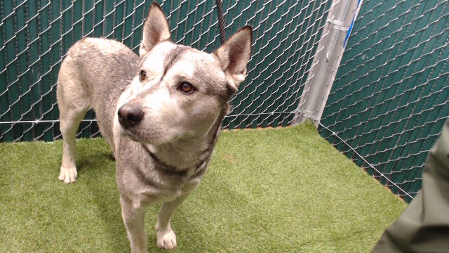 Shelter Stray Male Dog last seen , 11258 Garfield Ave, Downey, CA 90242, USA