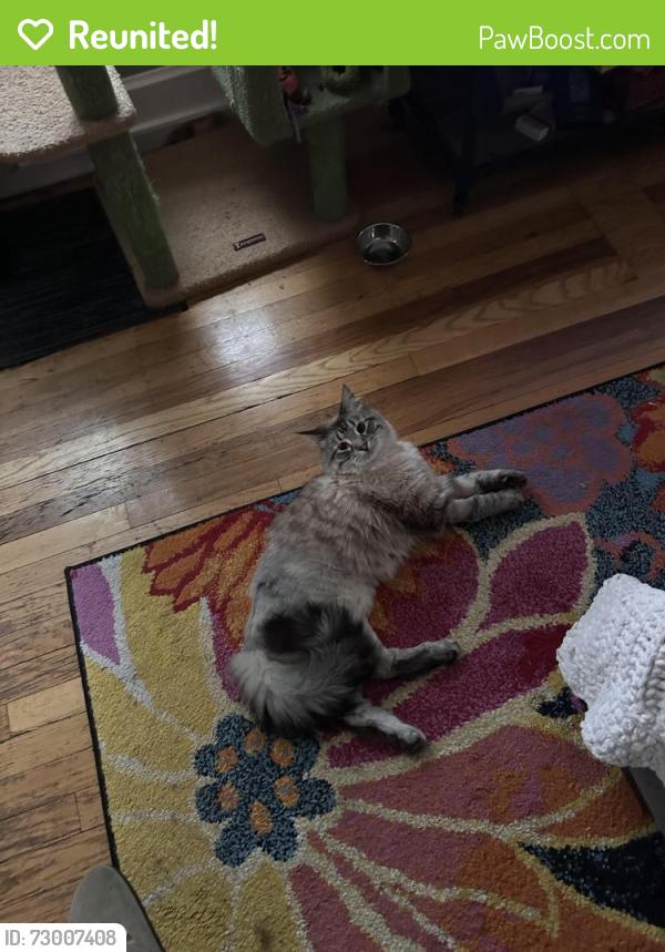 Reunited Female Cat last seen S Williams & Iliff , Denver, CO 80210
