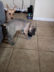 Lost Female Dog last seen Taco stand across st from the middle school on weekends, Los Angeles, CA 90004