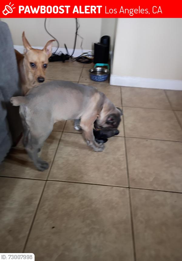 Lost Female Dog last seen Taco stand across st from the middle school on weekends, Los Angeles, CA 90004